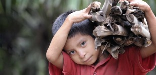 Honduras: A death in the Aguan Valley